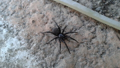 Gnaphosa kompirensis