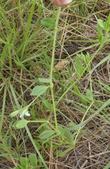 Justicia anagalloides