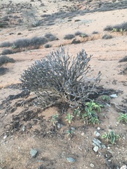 Aloidendron ramosissimum