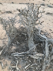 Aloidendron ramosissimum