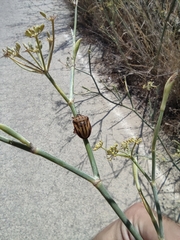 Graphosoma semipunctatum
