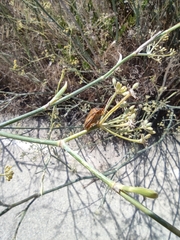 Graphosoma semipunctatum