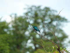 Lamprotornis chalybaeus