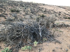 Aloidendron ramosissimum