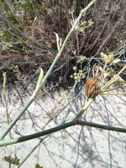 Graphosoma semipunctatum