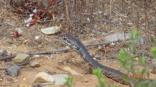 Baja California Coachwhip