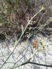 Graphosoma semipunctatum