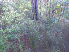 Leucopogon fasciculatus