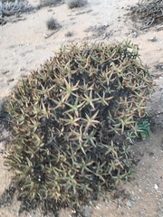 Aloidendron ramosissimum