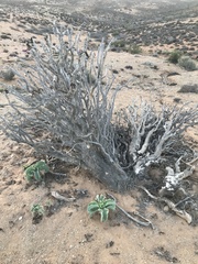 Aloidendron ramosissimum