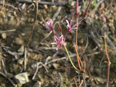 Pelargonium caledonicum