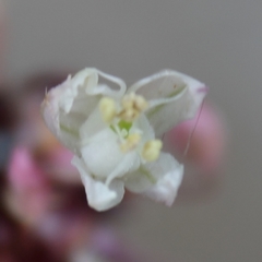 Allium dregeanum