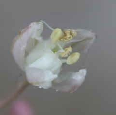 Allium dregeanum