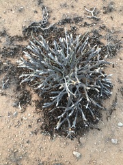 Aloidendron ramosissimum
