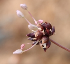 Allium dregeanum