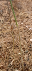 Allium dregeanum