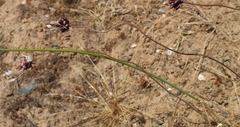 Allium dregeanum