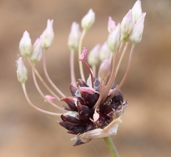 Allium dregeanum