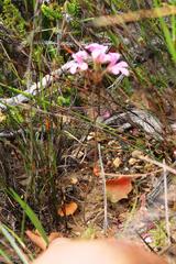 Pelargonium chelidonium
