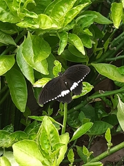 Papilio polytes
