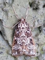 Paracymoriza