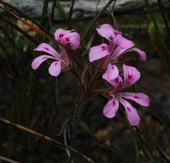 Pelargonium chelidonium