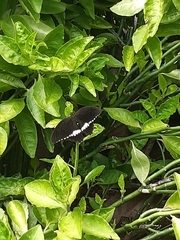 Papilio polytes
