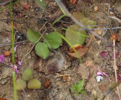 Pelargonium chelidonium
