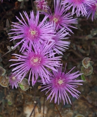 Drosanthemum giffenii