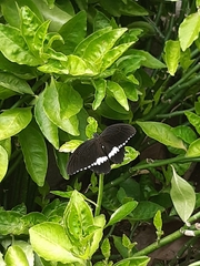 Papilio polytes