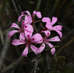 Pelargonium chelidonium