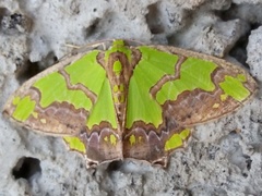 Agathia hemithearia