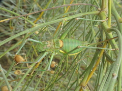 Steropleurus andalusius
