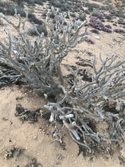 Aloidendron ramosissimum