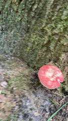 Russula sanguinea