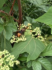 Vespa analis insularis