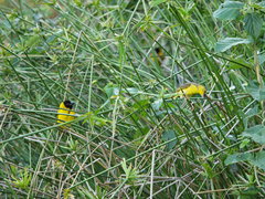 Ploceus cucullatus nigriceps