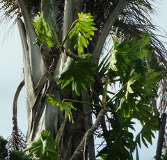 Thaumatophyllum bipinnatifidum
