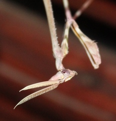 Empusa binotata