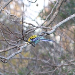 Platycercus adscitus