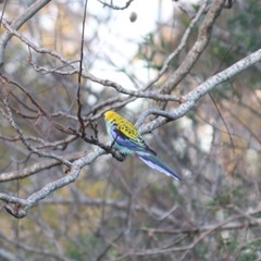 Platycercus adscitus