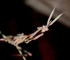 Empusa binotata