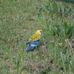Platycercus adscitus