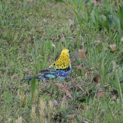 Platycercus adscitus