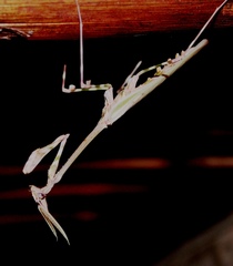Empusa binotata