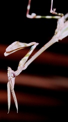 Empusa binotata
