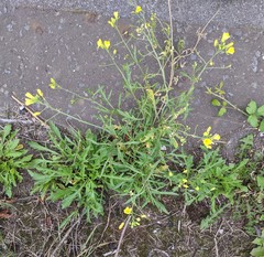 Diplotaxis tenuifolia