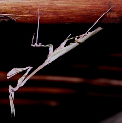 Empusa binotata