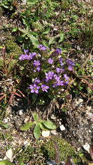 Gentianella campestris
