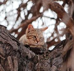 Felis lybica cafra